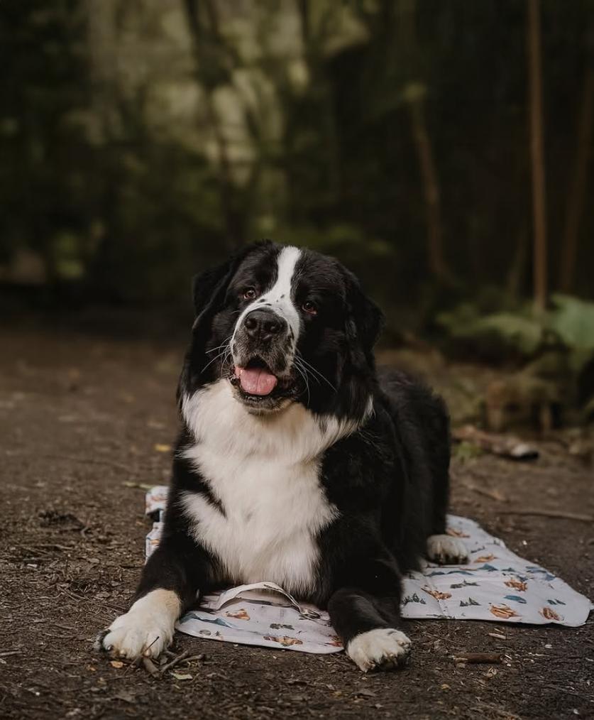 Bernese cross Newfoundland dog in the woods resting on a travel mat