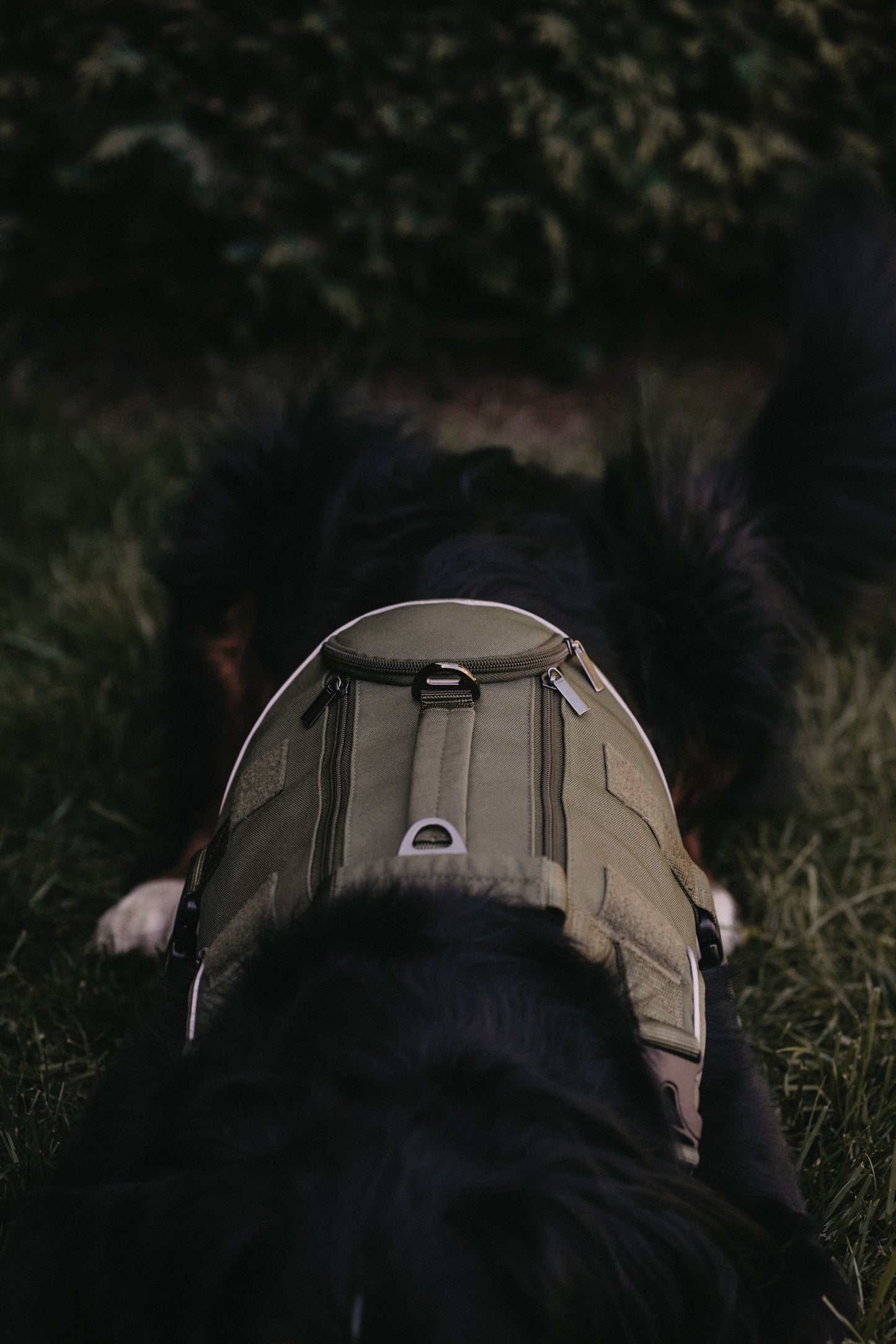 Alpine Adventure Harness - Moss Green