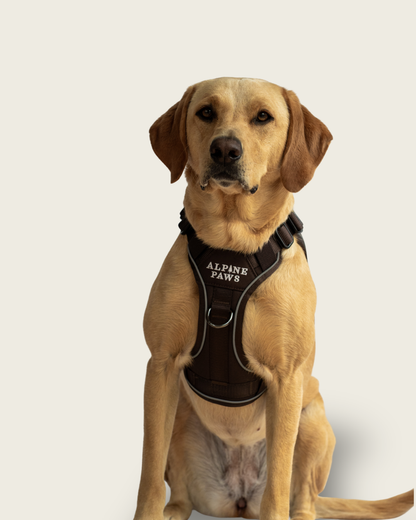 Alpine Adventure Harness - Peat Brown
