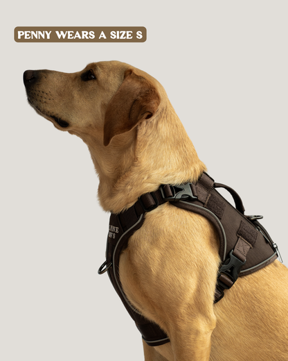 Dog wearing a harness on a chocolate brown harness on plain background