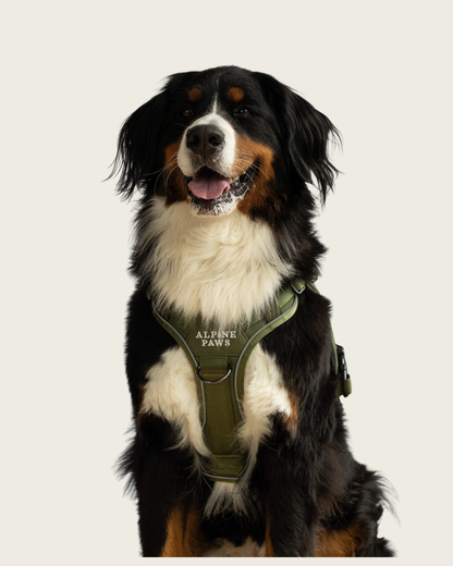 Alpine Adventure Harness - Moss Green