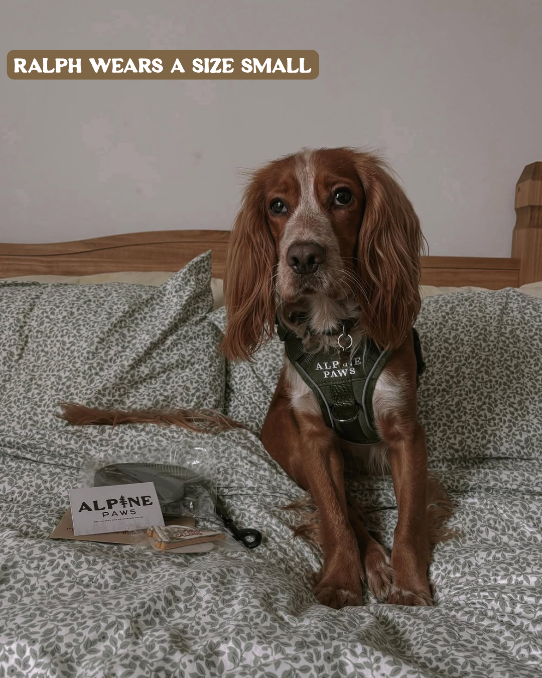 Dog wearing a harness on a bed with 'Alpine Paws' branding.