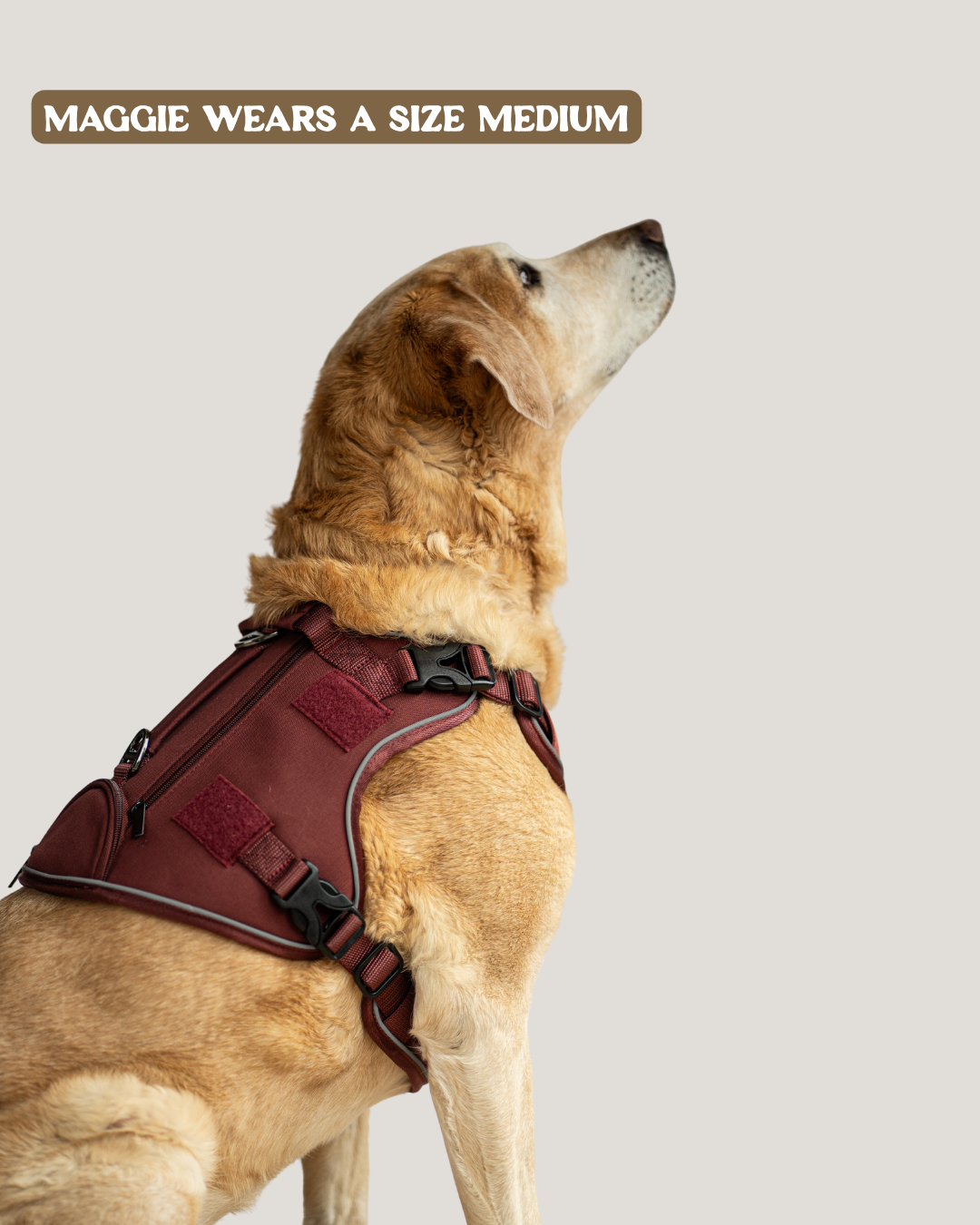 Dog wearing a red adventure harness on a light gray background