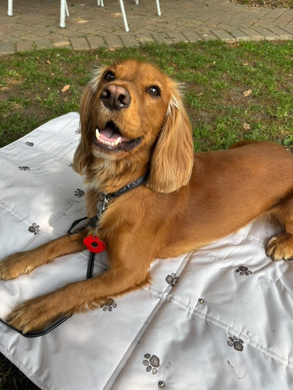 Portable Dog Travel Mat