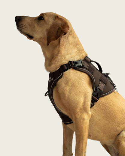 Alpine Adventure Harness - Peat Brown