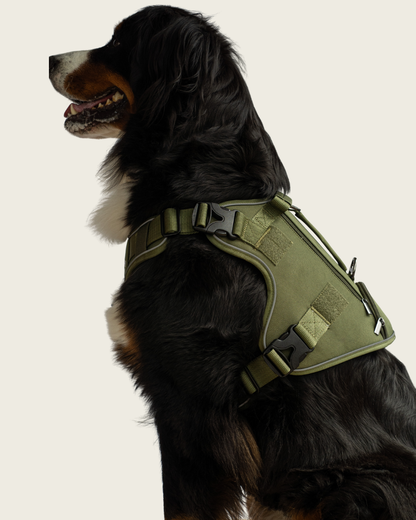 Alpine Adventure Harness - Moss Green