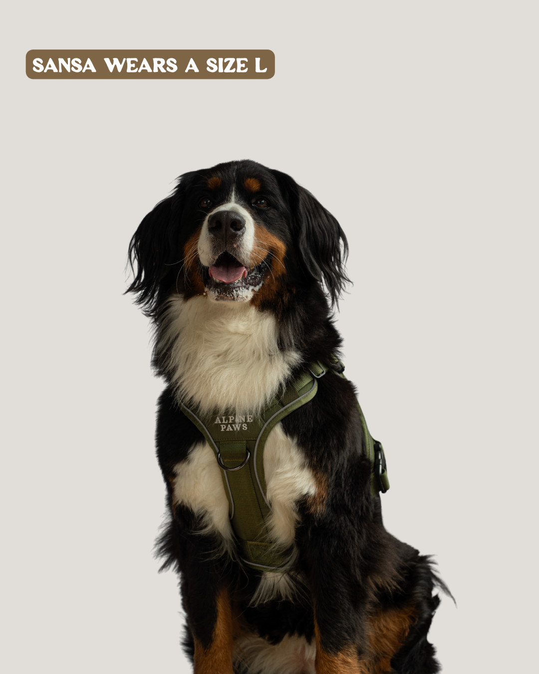 Dog wearing a green harness with text indicating size L on a gray background