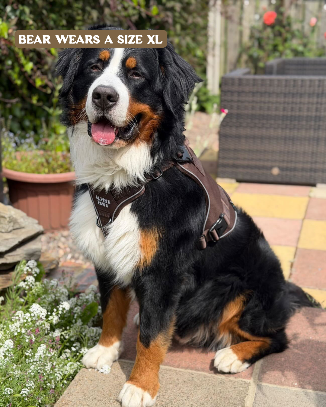 Large bernese dog wearing a harness in an outdoor setting with text indicating size XL.