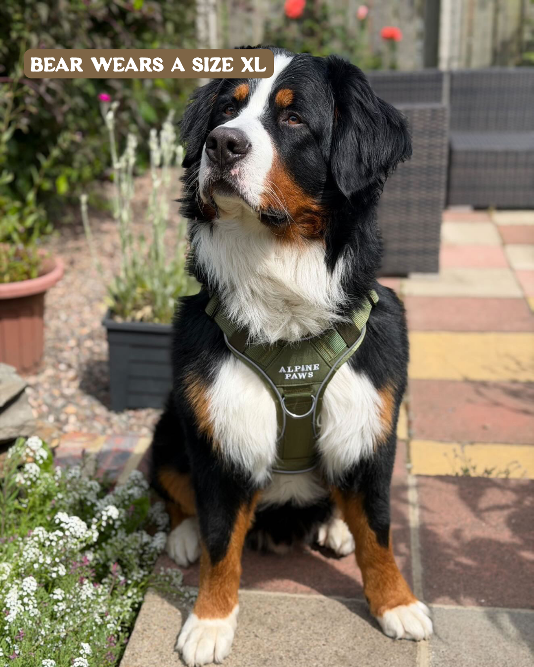 Dog wearing an 'Alpine Paws' harness in a garden setting