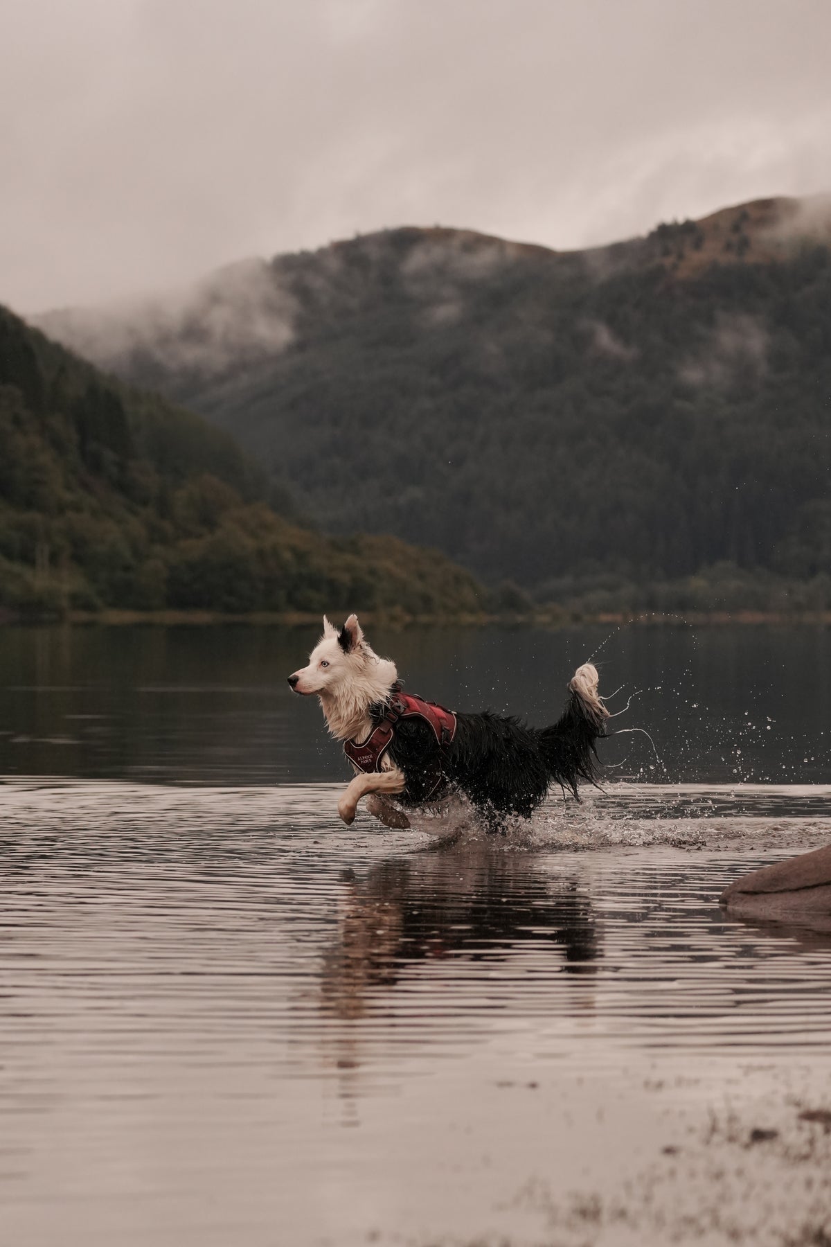 A black and white dog wearing a red harness runs through shallow water near a lake, with misty mountains in the background.
