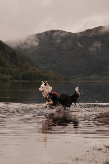 A black and white dog wearing a red harness runs through shallow water near a lake, with misty mountains in the background.