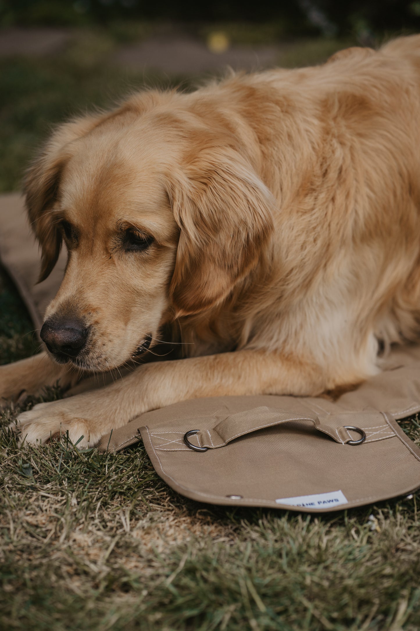 Portable Dog Travel Mat