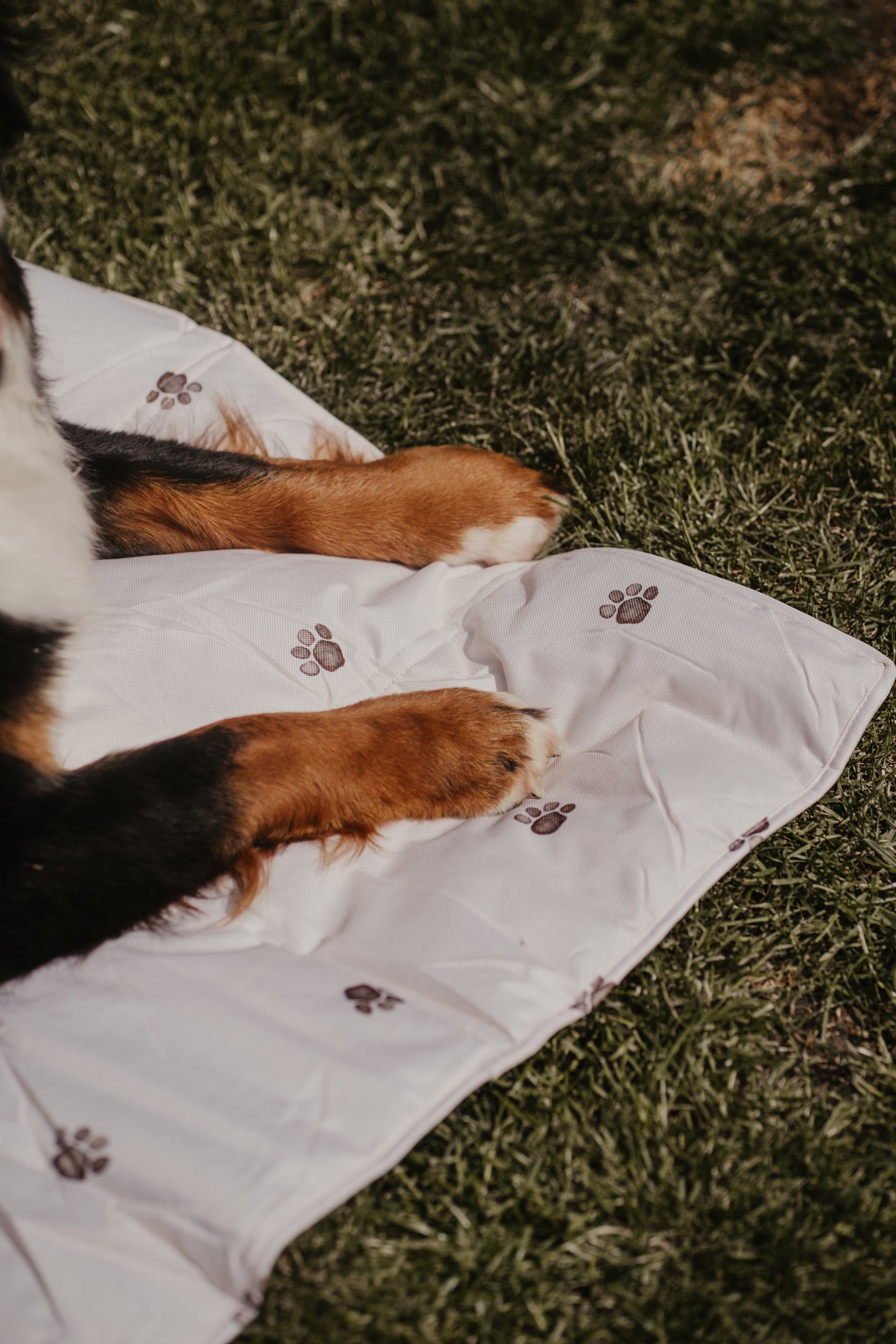 Portable Dog Travel Mat