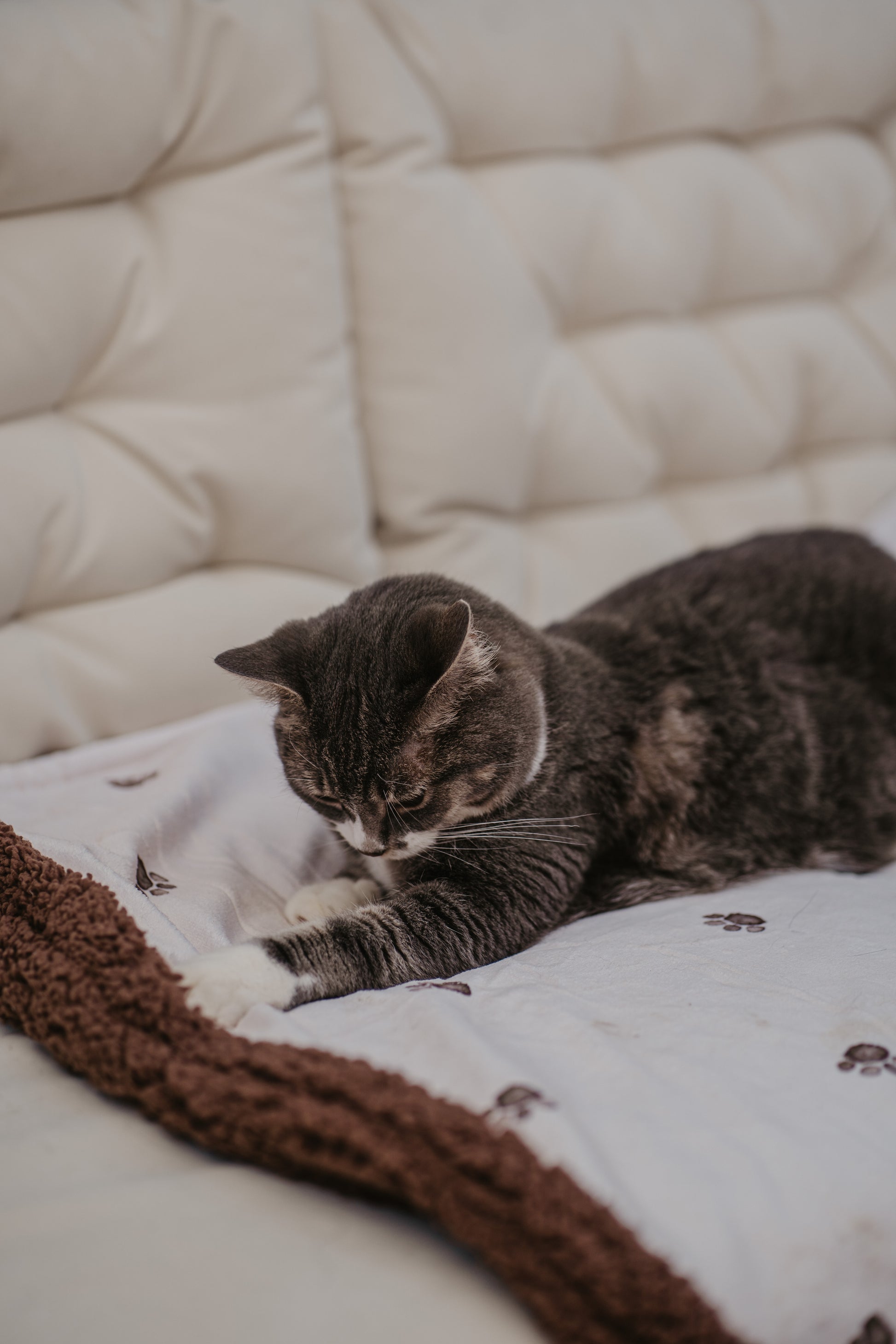 grey tabby cat stretching out on a muddy paws fleece blanket