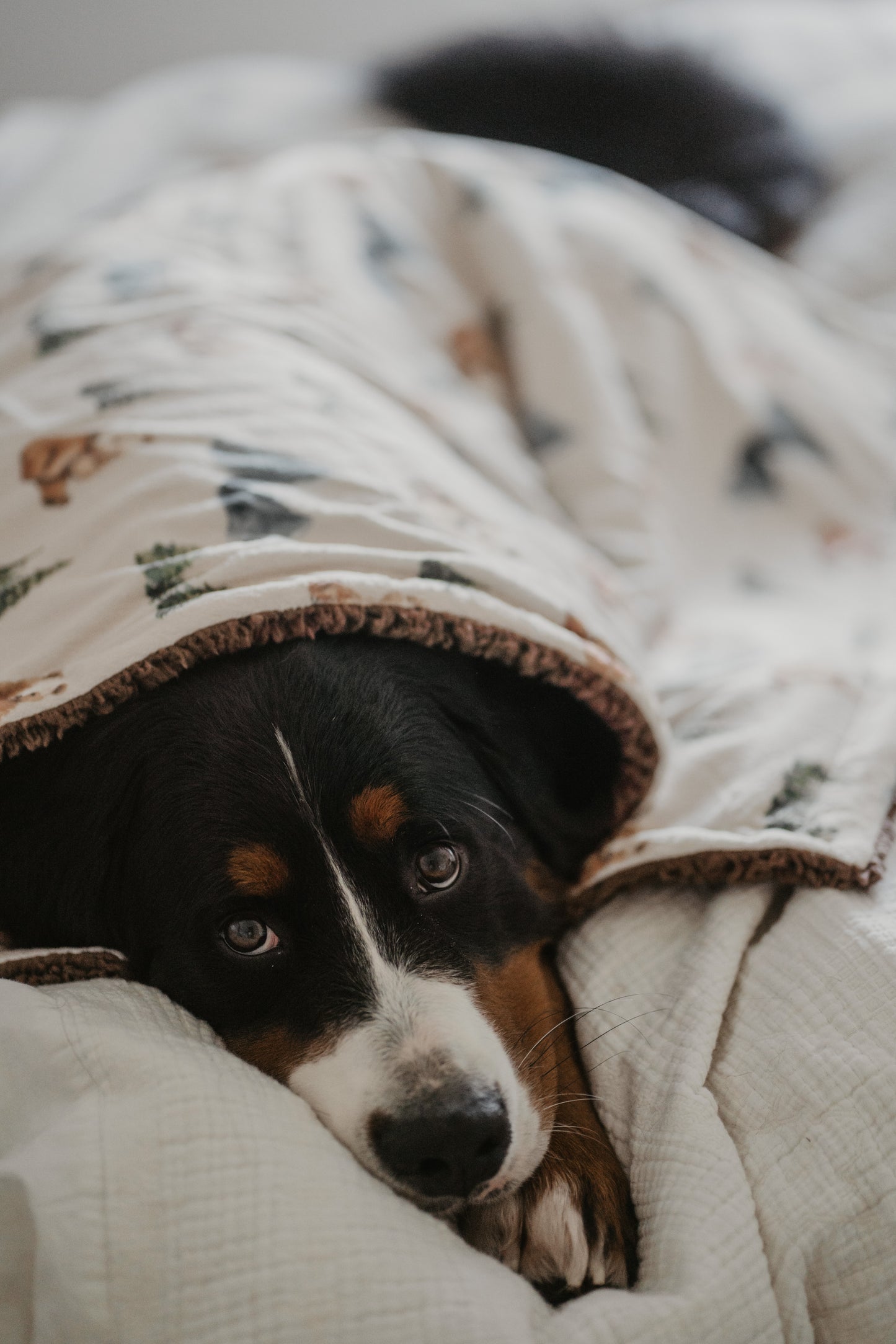 Bernese dog on a bed snuggled in a alpine bear design fleece blanket