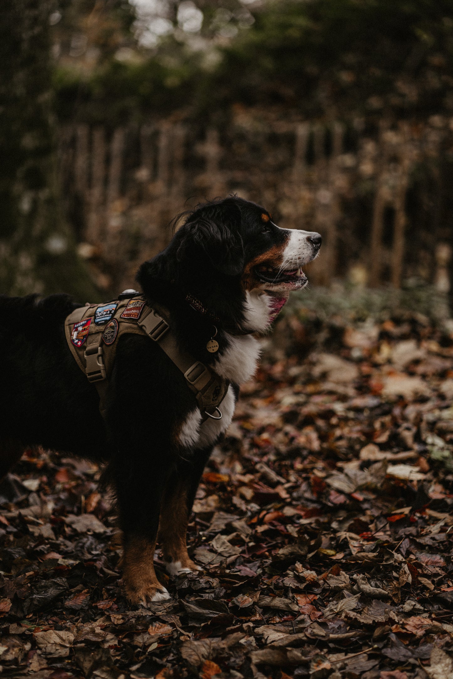 Peak District National Park Patch