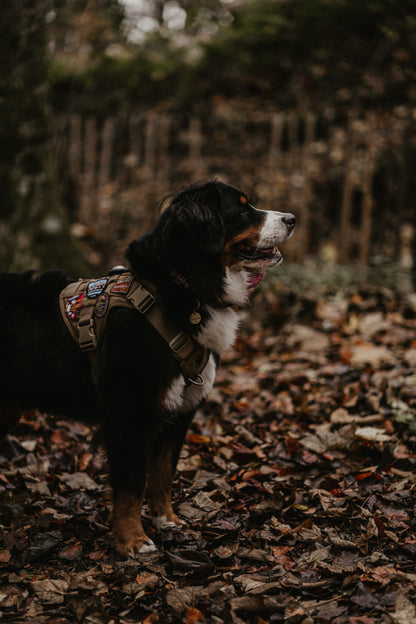 Peak District National Park Patch