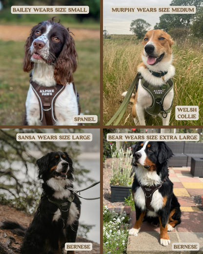 Alpine Adventure Harness - Moss Green