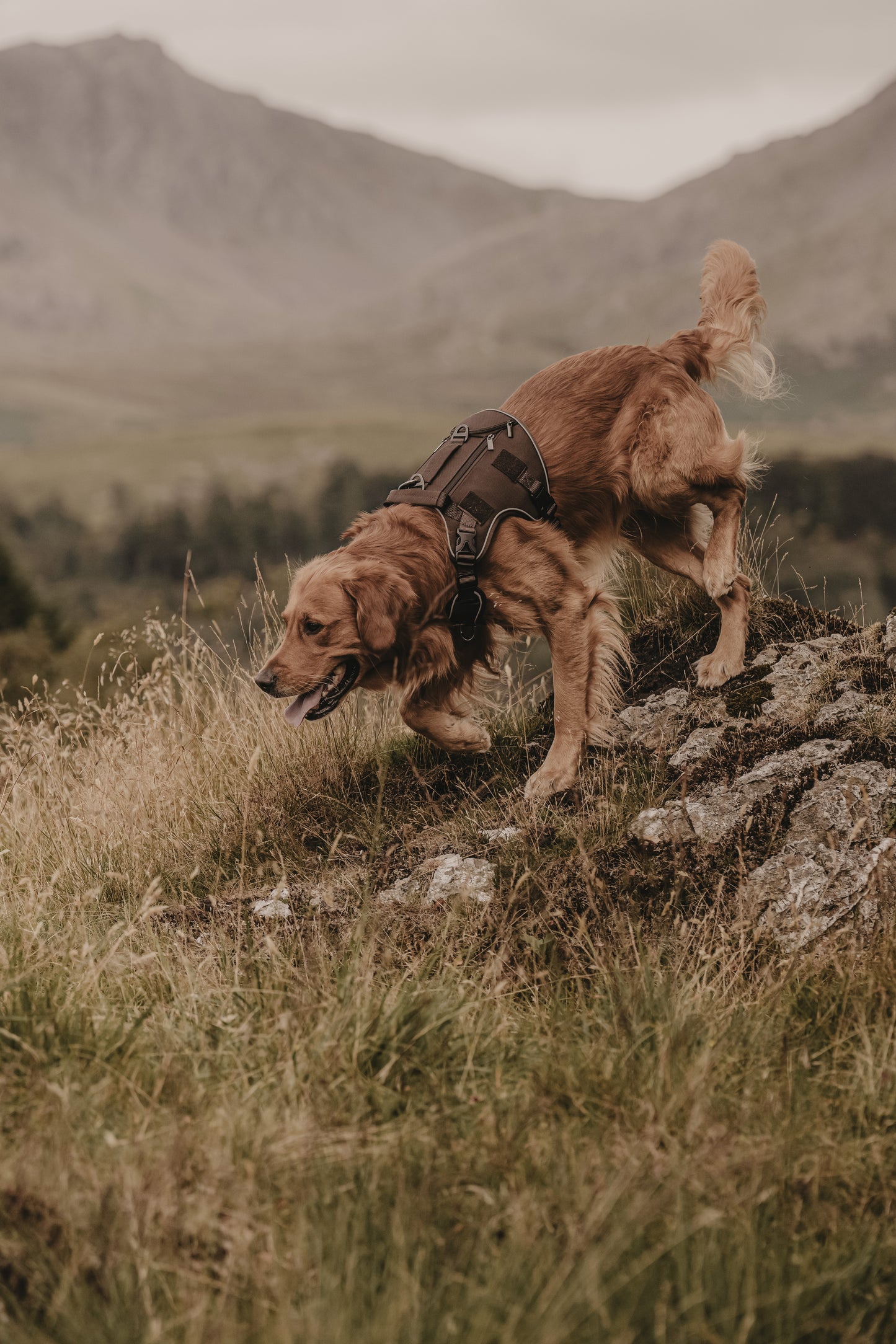 A golden retriever dog wearing a peat brown adventure harness, standing on a rocky grassy hill with mountains in the background.