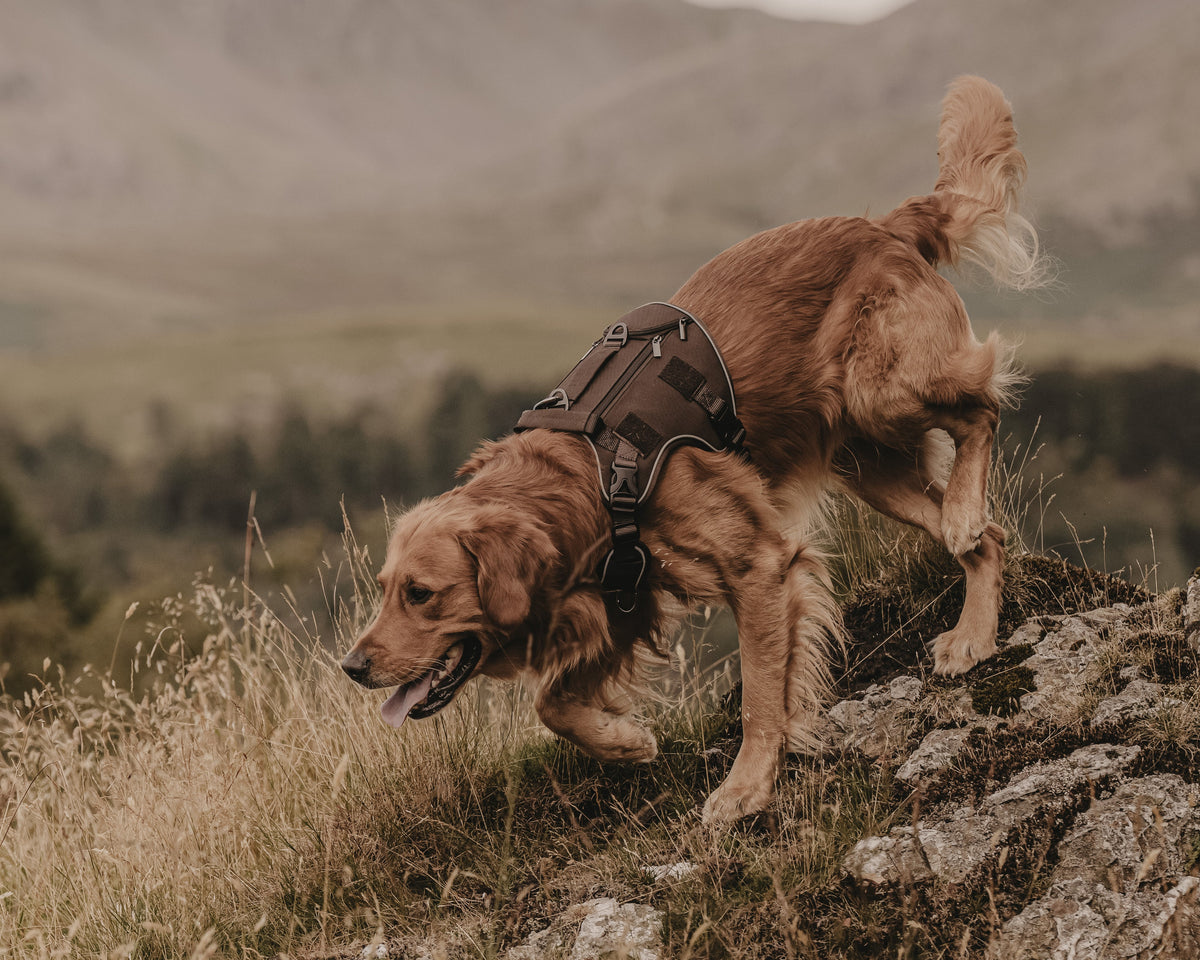 A golden retriever dog wearing a peat brown adventure harness, standing on a rocky grassy hill with mountains in the background.