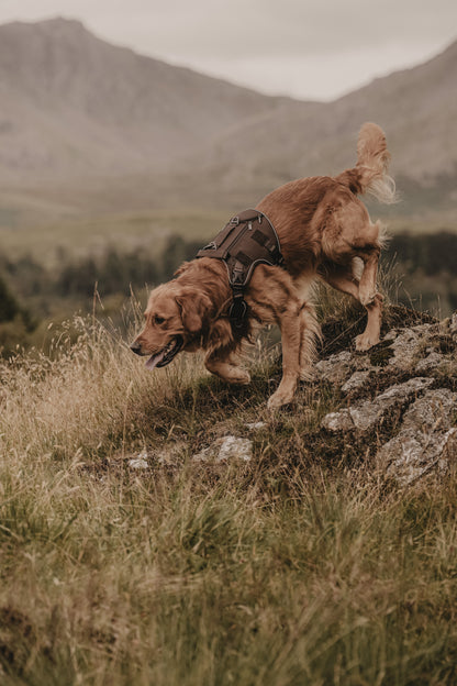 A golden retriever dog wearing a peat brown adventure harness, standing on a rocky grassy hill with mountains in the background.