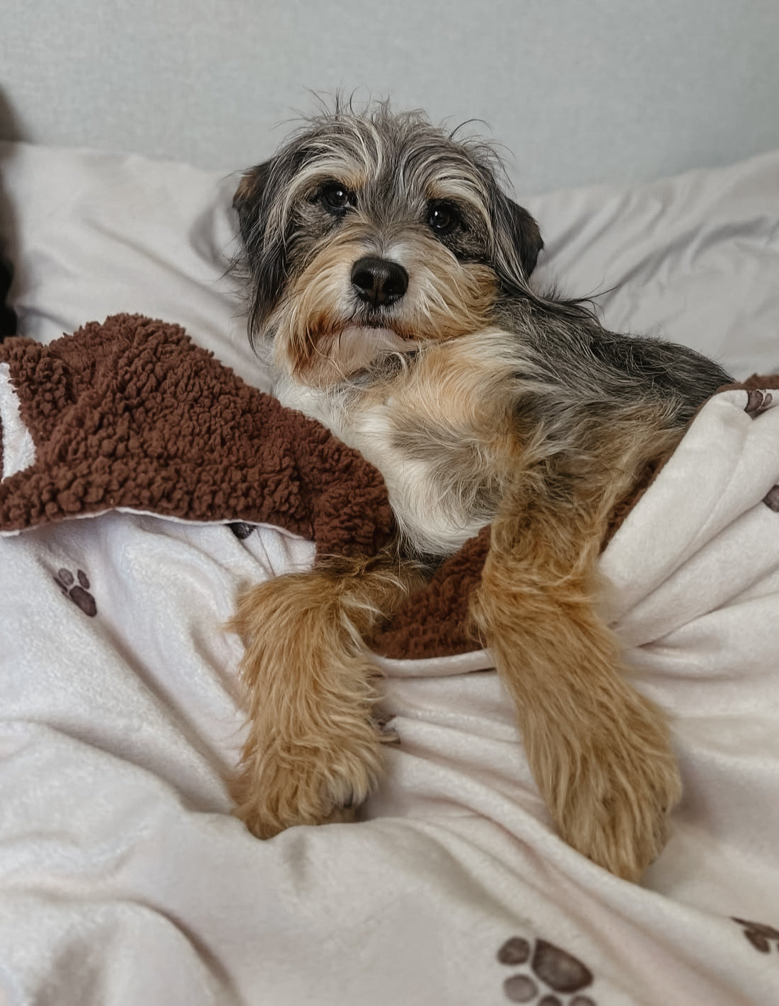 crossbreed dog lying under muddy paws fleece blanket