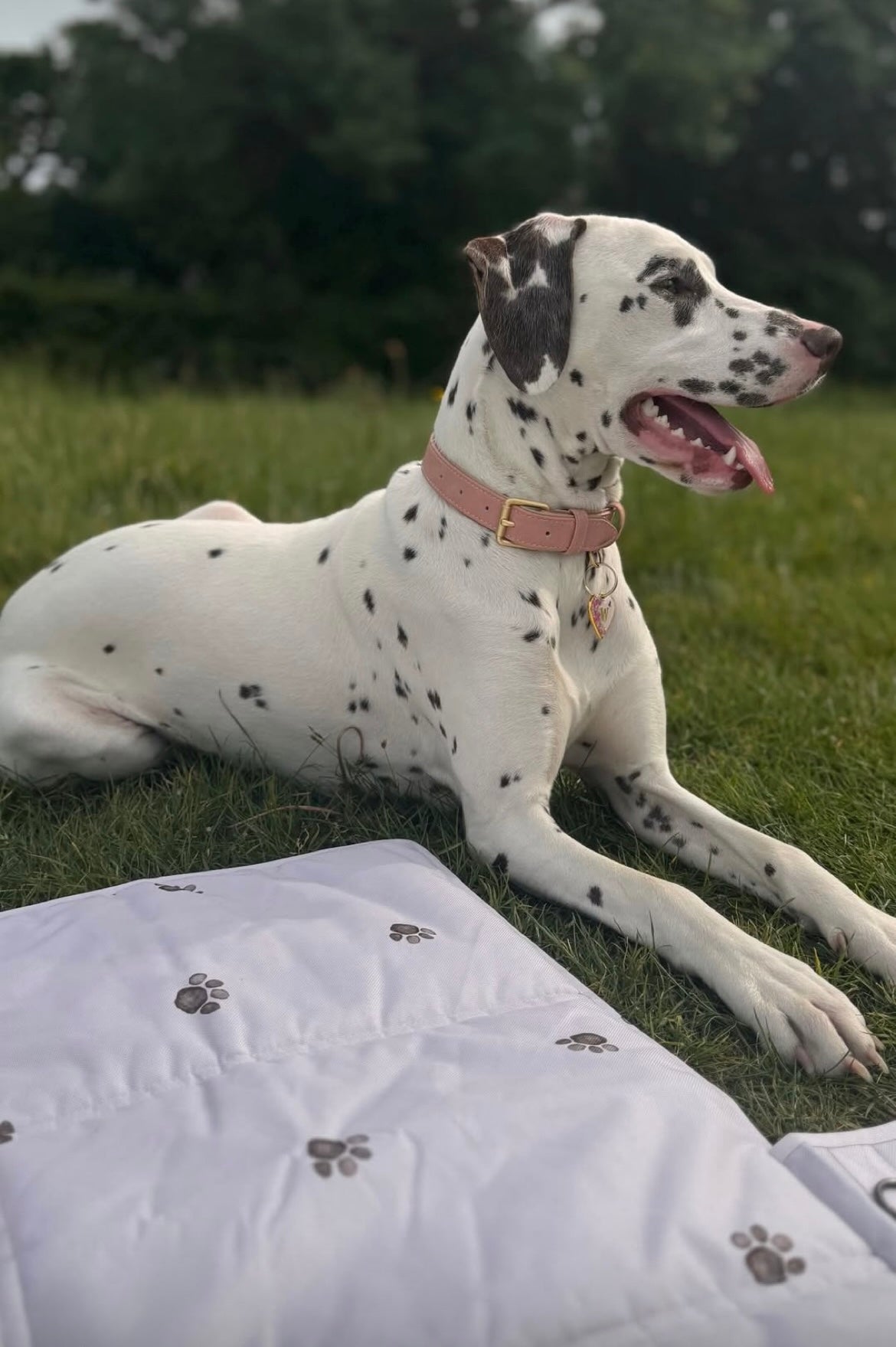 Muddy Paws Travel Mat