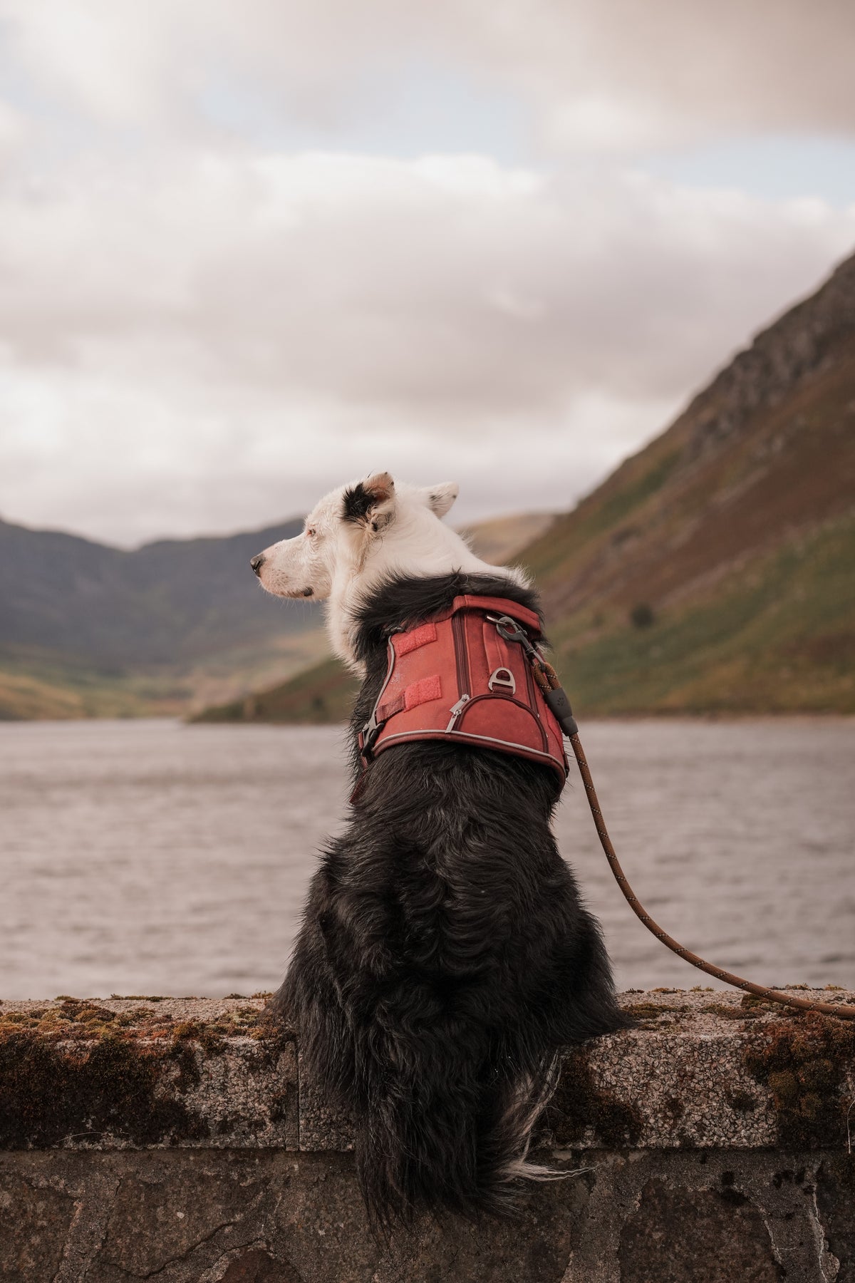 A collie dog sitting on a stone wall overlooking a lake and mountains, wearing red alpine paws harness
