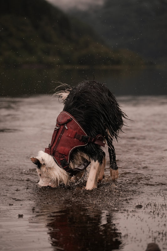 Alpine Adventure Harness - Russet Red