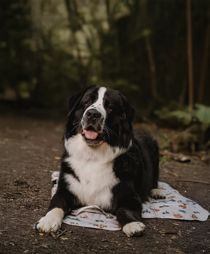Portable Dog Travel Mat